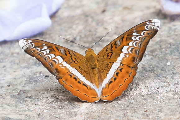 Lebadea martha martha-7461 -Doi-Suthep 10/03/23