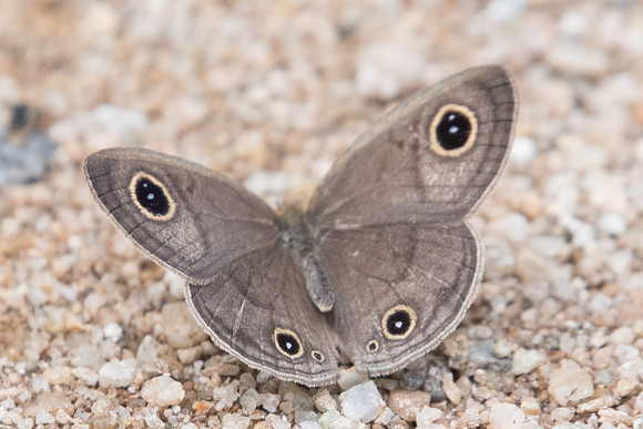 Ypthima sp-2277 - Chiang dao 11/03/23