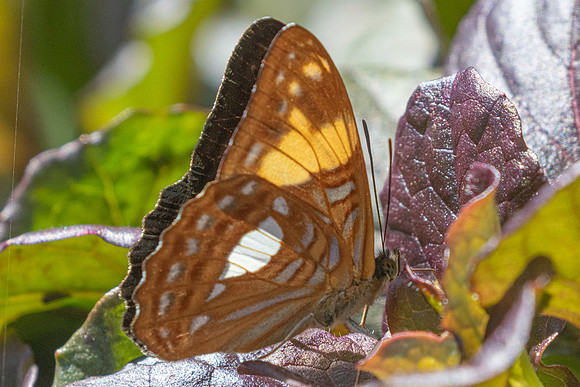 Adelpha jurtina-6543 - Salento - 17/06/24