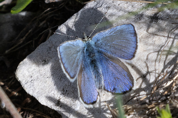 Albulina orbitulus-2277 - Col de l'Izoard - 27/06/25