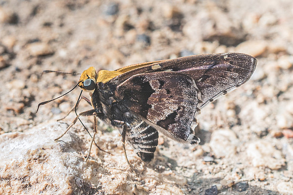 Proteides mercurius-5773