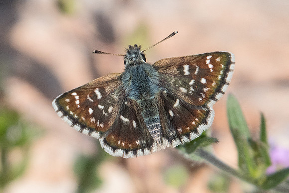 Spialia orbifer-8869