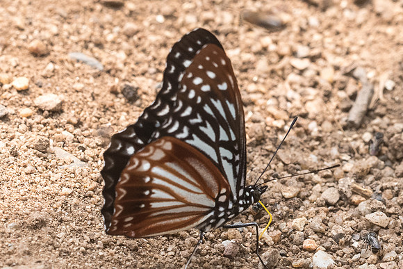 Hestinalis nama nama-9575- Chiang Dao  - 11/03/23