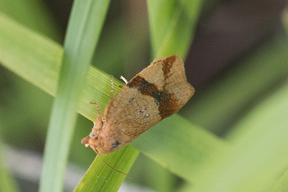 Epagoge grotiana F.-9120
