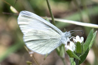 Leptidea sinapis