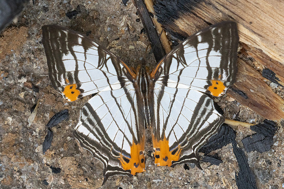 Cyrestis maenalis-8430 - Fraser's hill - 10/03/25