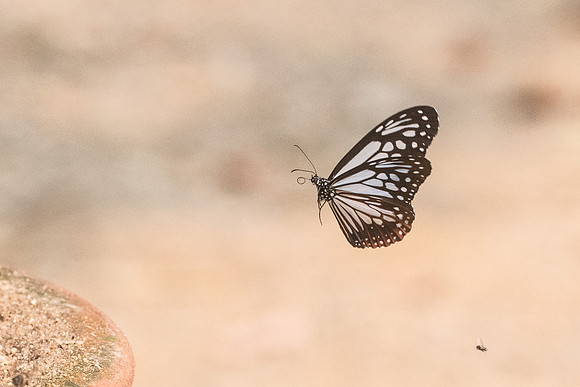 Parantica melaneus-8512 - Chiang Dao  - 11/03/23