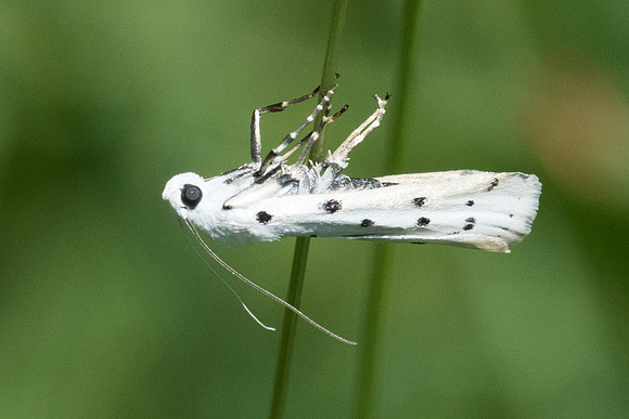 Myelois circumvoluta-6496