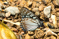 Hestina persimilis-1700 - Chiang Dao - 18/03/25