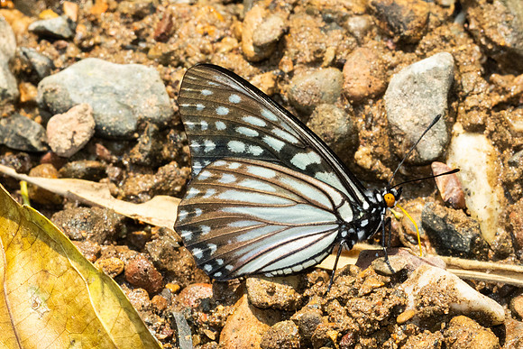 Hestina persimilis-1700 - Chiang Dao - 18/03/25