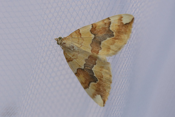 Cidaria fulvata-2230 - Briançon - 2/07/21