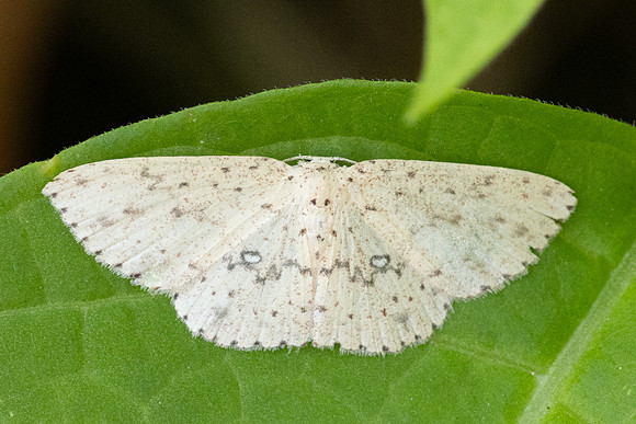 Perixera decretarioides-5492 - Doi Inthanon - 24/03/24