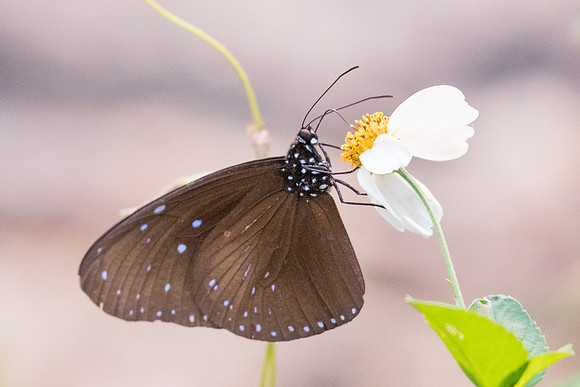 Euploea mulciber mulciber-6274 - Doi-Suthep - 10/03/23