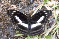 Athyma selenophora-4025 -Huai Sai Lueang Waterfall (1040m) -  23/03/25
