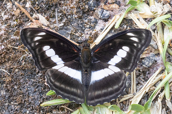 Athyma selenophora-4025 -Huai Sai Lueang Waterfall (1040m) -  23/03/25