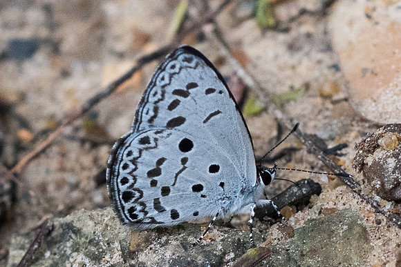 Acytolepis puspa lambi-4960 - Phanom Bencha Mountain - 23/11/23