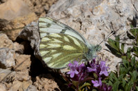 Pontia callidice-2251