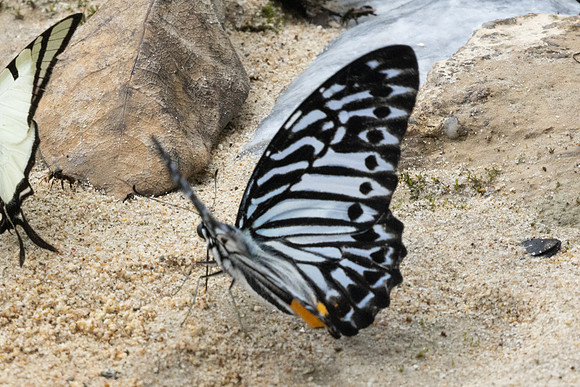 Graphium delessertii-8542