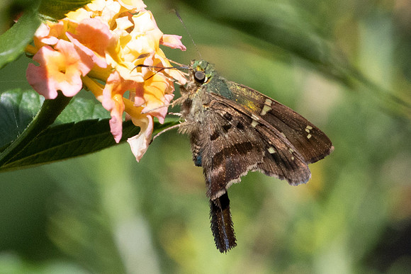 Urbanus sp 6401