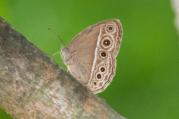 Mycalesis intermedia-1302 - Chiang Mai - 13/11/23
