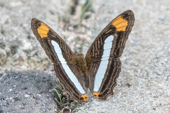 Adelpha iphicleola-5220