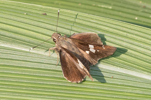 Hyarotis adrastus-6148 - Doi Suthep - 28/03/25