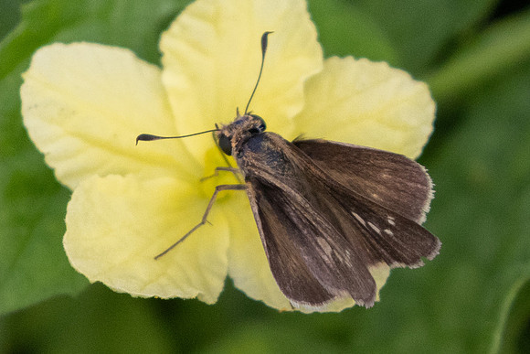 Vehilius sp id--8886