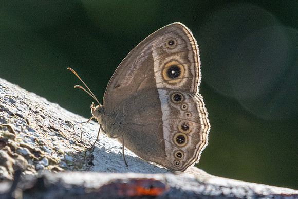 Mycalesis mineus-0606 - Kuala Woh Recreational Forest - 15/03/25