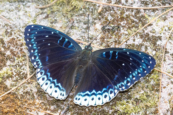 Stibochiona nicea-5878 - Doi Suthep 1577m - 27/03/25
