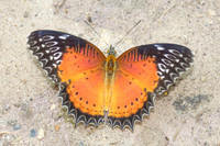 Cethosia biblis-4509- Doi Inthanon - 24/03/25