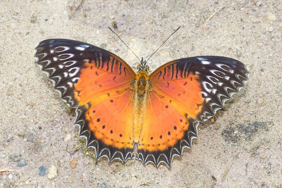 Cethosia biblis-4509- Doi Inthanon - 24/03/25