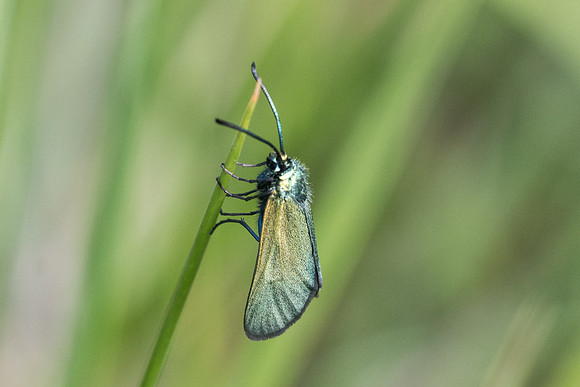 Adscita sp-9787 - Vence - 18/05/21