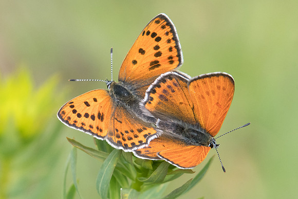 Lycaena thersamon-0343