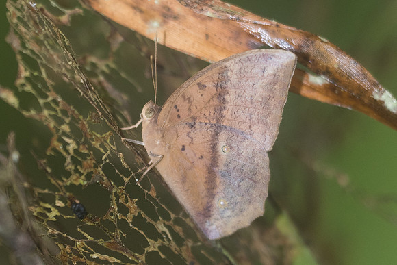 Discophora sondaica zal-2116- Chiang Dao - 17/11/23