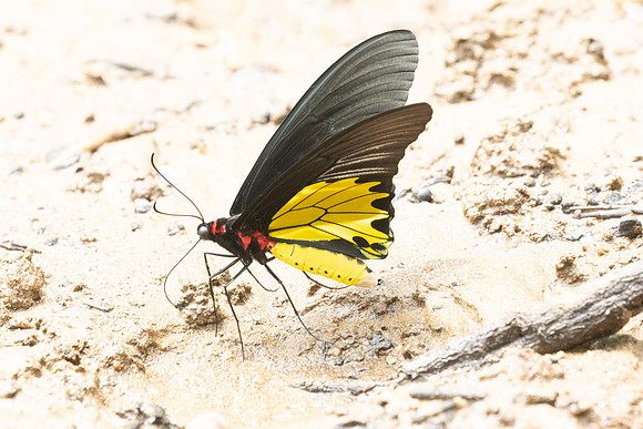Troides helena-2577