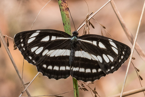 Neptis hylas-0887- Doi Suthep 7/03/23