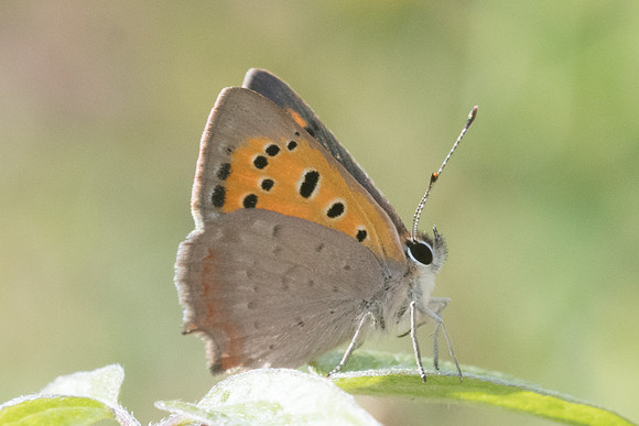 Lycaena phlaeas-9501 - Corse - 18/06/23