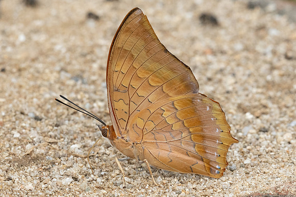 Charaxes marmax id -1799