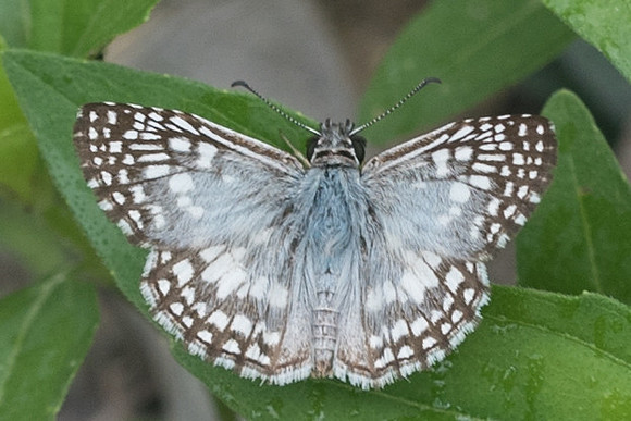 Pyrgus oileus-1210