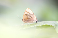 Rapala rhoecus-2768- Chiang Dao - 20/03/25