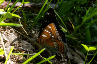 Limenitis populi-0053