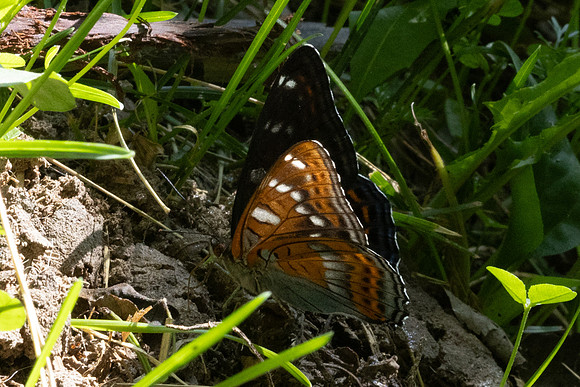 Limenitis populi-0053