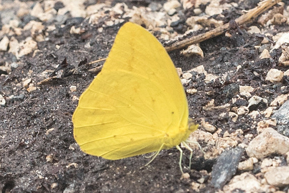 Phoebis agarithe-2602
