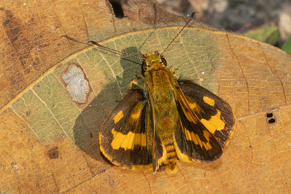 Potanthus confucius id --4211