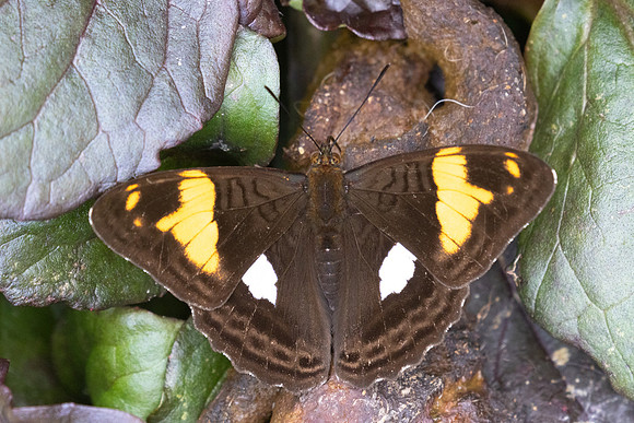 Adelpha justina-6715 Salento - 17/06/24