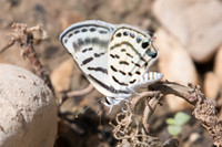 Tarucus rosaceus - Wadi shab - 13/11/22