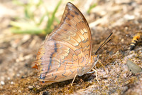 Charaxes sp-4377