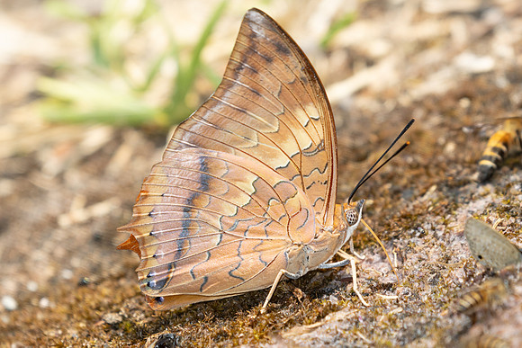 Charaxes sp-4377