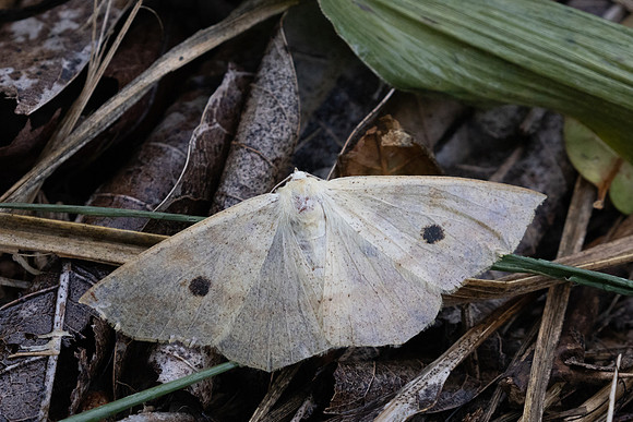 Cirsodes acuminata-0508