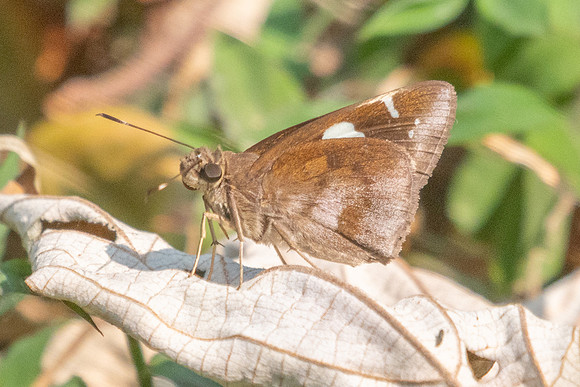 Notocrypta feisthamelii-3140- Mae Kampong Waterfall - 22/03/25